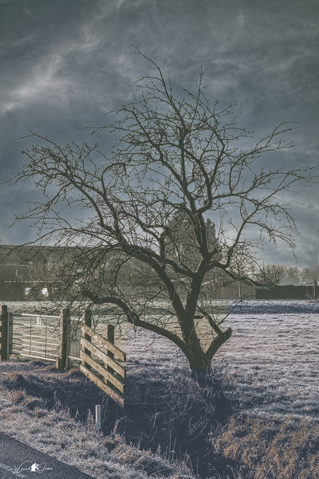 The tree in hibernation