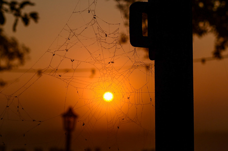 Zonsopkomst door een spinnenweb