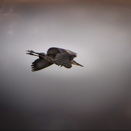 Blauwe reiger in vlucht