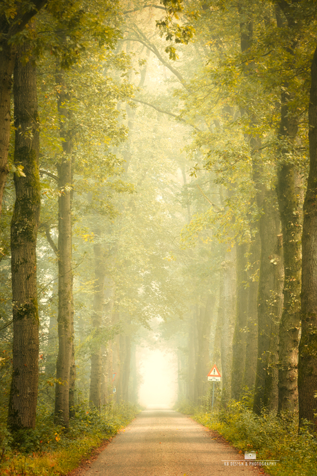 Dromerig bospad in de mist