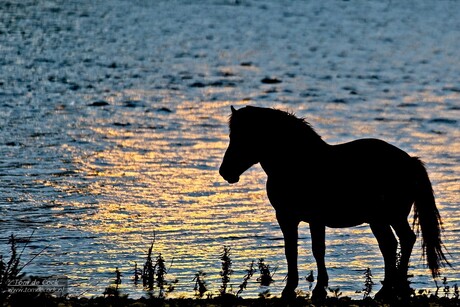 Wild paard bij zonsondergang