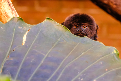 Goeldi tamarin @ Artis