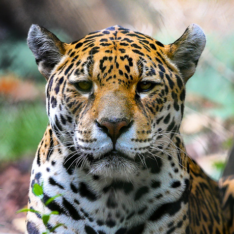 Jaguar