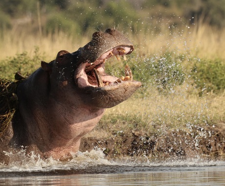 Hippo Attack