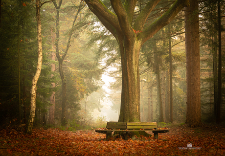 Bankje in het bos – herfstige stilte