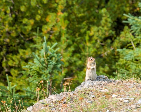 Canadese eekhoorn