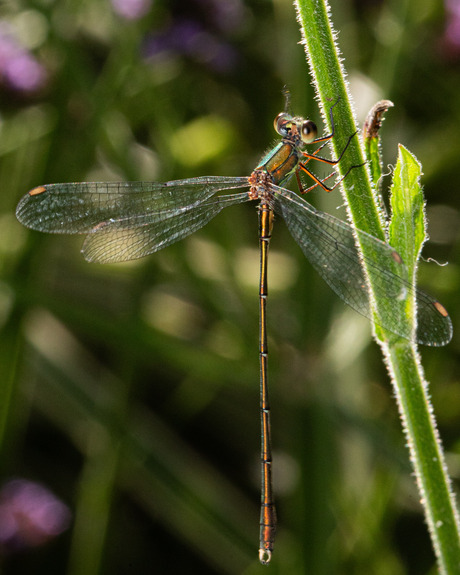 Libelle in het zonlicht