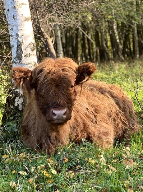 Jong Schotse hooglander