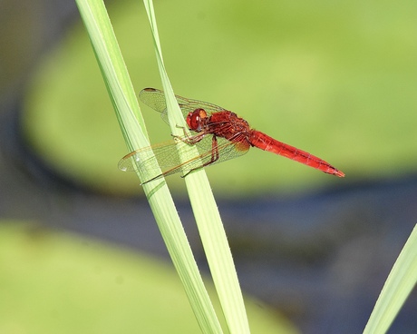 Vuurlibel...Ferrari onder de  Libellen