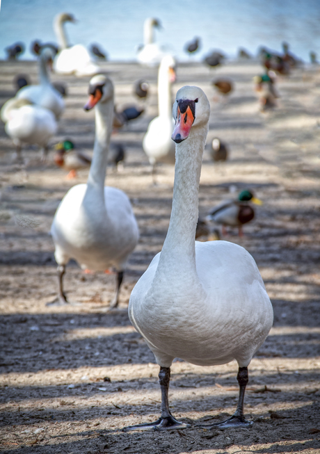 Wansee zwanen II