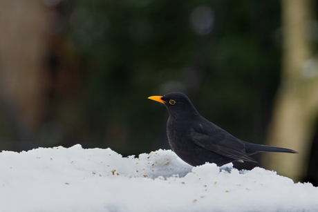 Toch een zwart/wit foto