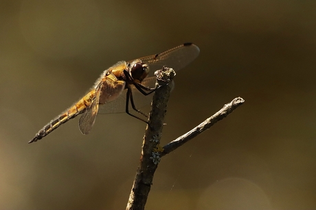 Libelle
