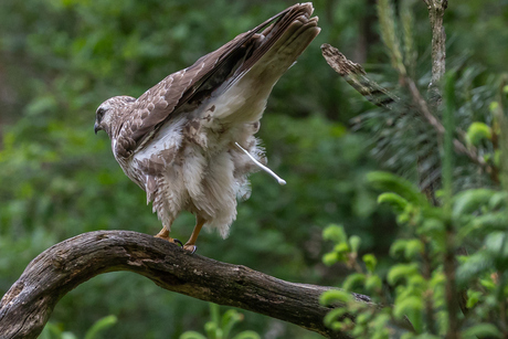 Poepende buizerd
