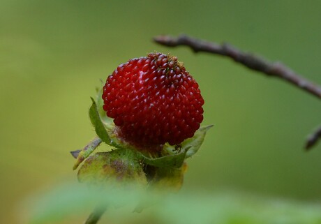 Wilde aardbei