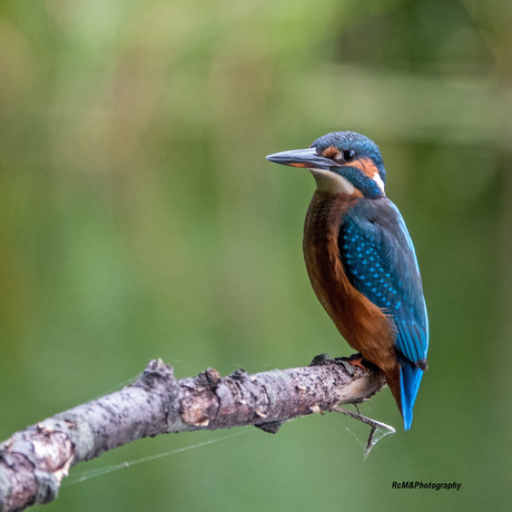 IJsvogel