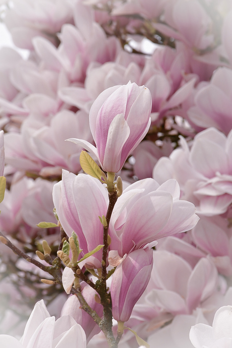 Magnolia 