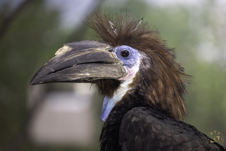 Blauwkeelneushoornvogel