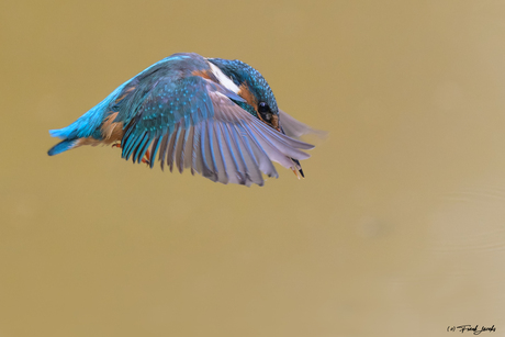 Praying Kingfisher