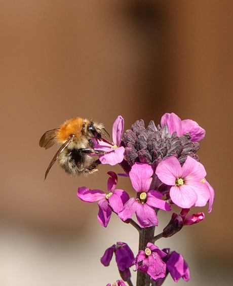 Akkerhommel op muurbloem!🐝