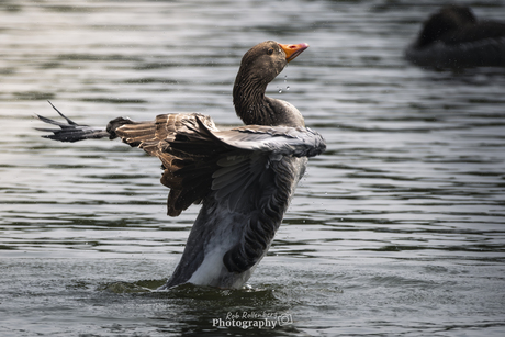 Grauwe gans druk bezig om zichzelf schoon te maken