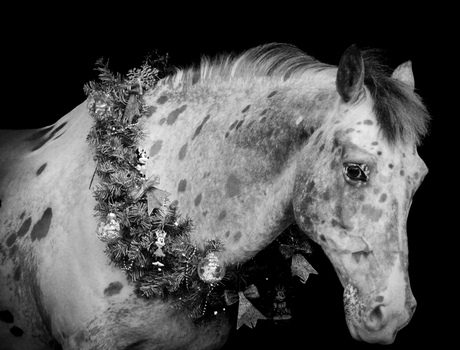 Kerst bij de paardjes 