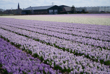 Hyacinthen, schuur en kassen