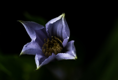 Clematis