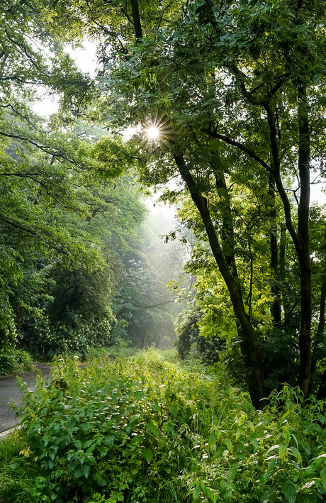 Foggy mornings