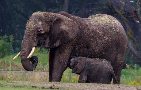 Olifant met jong Safaripark Beekse Bergen