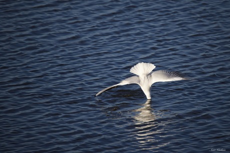 Kokmeeuw duikt in water