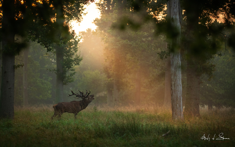 edelhert bij zonsopkomst