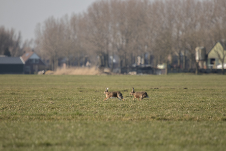 De hazenhut Zijderveld