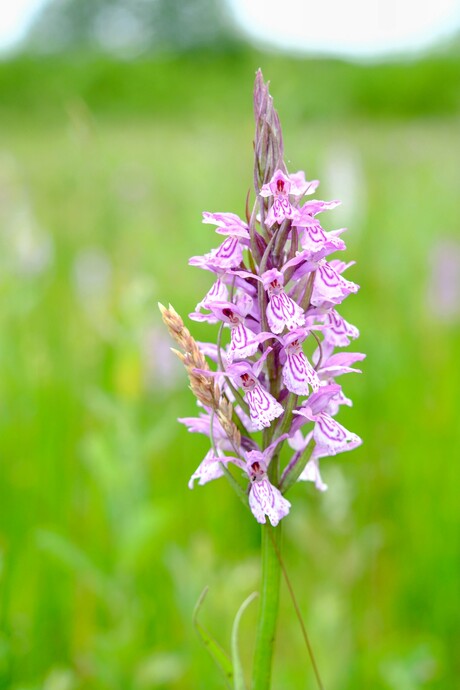 Gevlekte orchis 