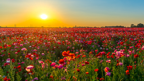 Klaprozen bij zonsopkomst...