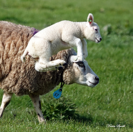 "Tja wat zat ik zeggen..."