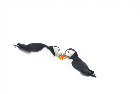 Puffin love