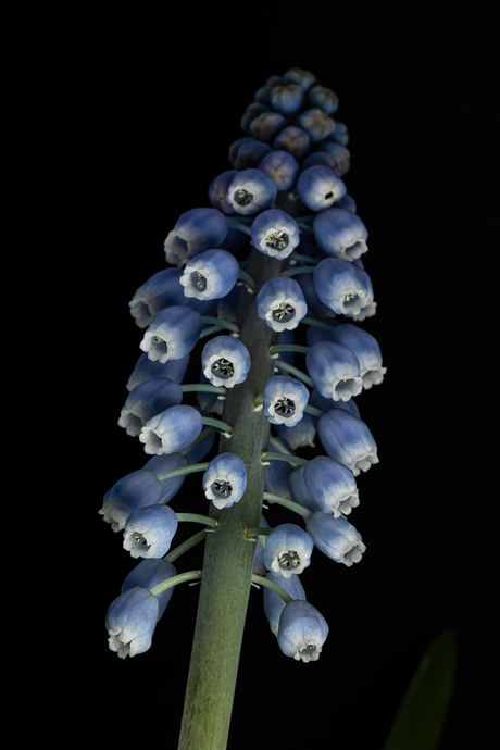 Eeerste winterbloemetje.