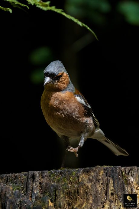 Vink man 2025-07-20 Epe