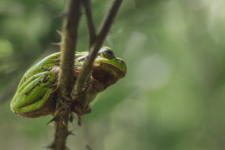 Boomkikker tussen de bramen. 