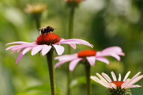 Hommeles op de rode zonnehoed