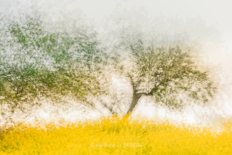 Photographic impressionism van een bloesemboom