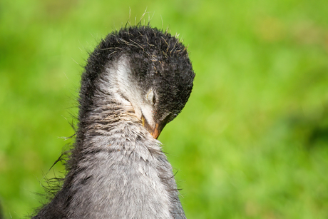 Jonge meerkoet