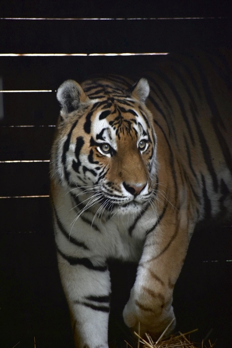 Tijger