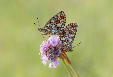 Boloria selene in copula