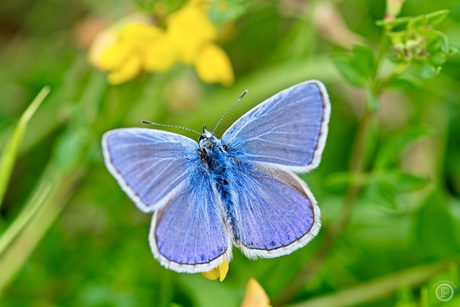 Icarusblauwtje in volle pracht