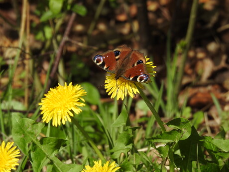 Taraxacum Romanum, Nijmegen 2026