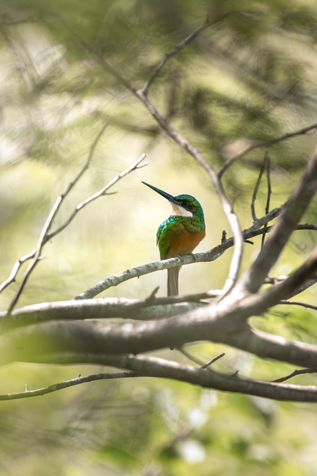 Roodstaartglansvogel