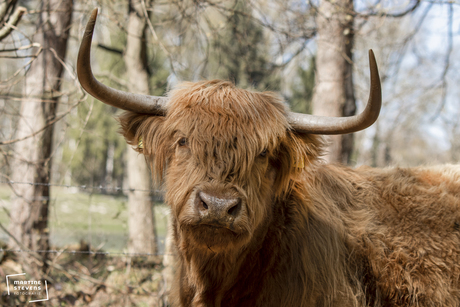 Schotse hooglander