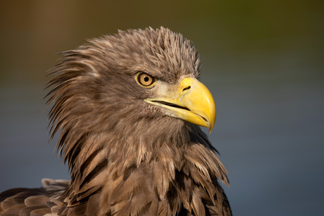 Portret van Europese zeearend