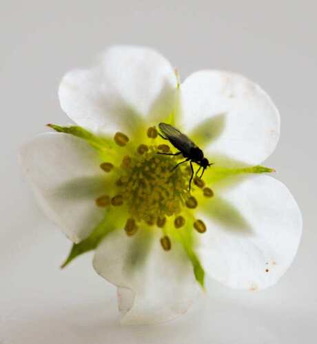 Insect op aardbei bloem